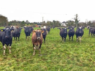 Les croisements laitiers de Nouvelle-Zélande