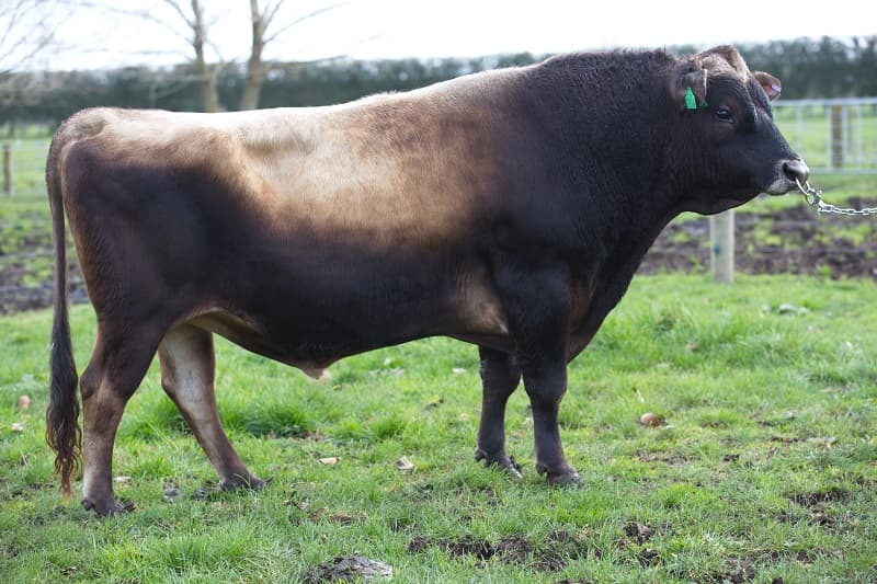 Image de Foxton Pg Coyotte ET