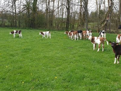 Croisements laitiers, à chacun ses envies