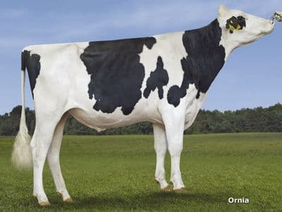 Douglas, l’histoire