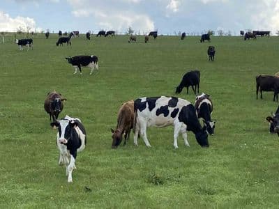 Stratégie de Note d'Etat Corporel en élevage pâturant