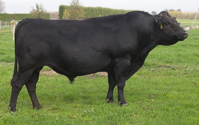 Image de Il Vero Amore Power