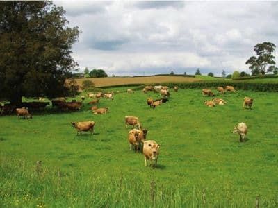 Génétique néo-zélandaise : Faites-vous le bon choix ?