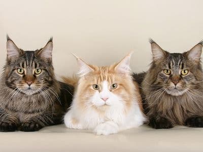 Les maladies génétiques du Maine Coon