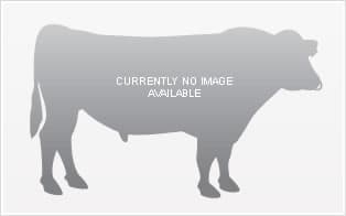 Image de Matahui Explicit