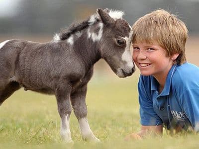 Dépister le nanisme des chevaux miniatures