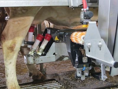 Les taureaux pour la traite robotisée ! 