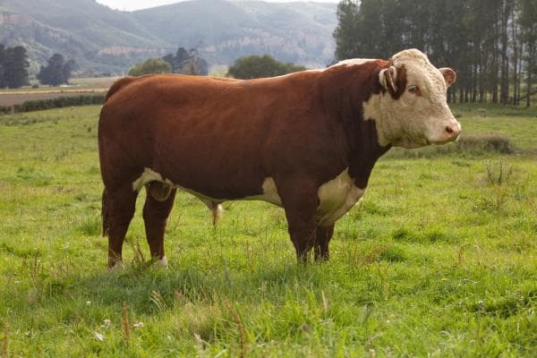 Image de Shrimpton Hill