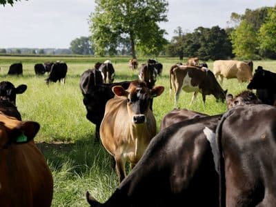 Troupeau genisses croisees