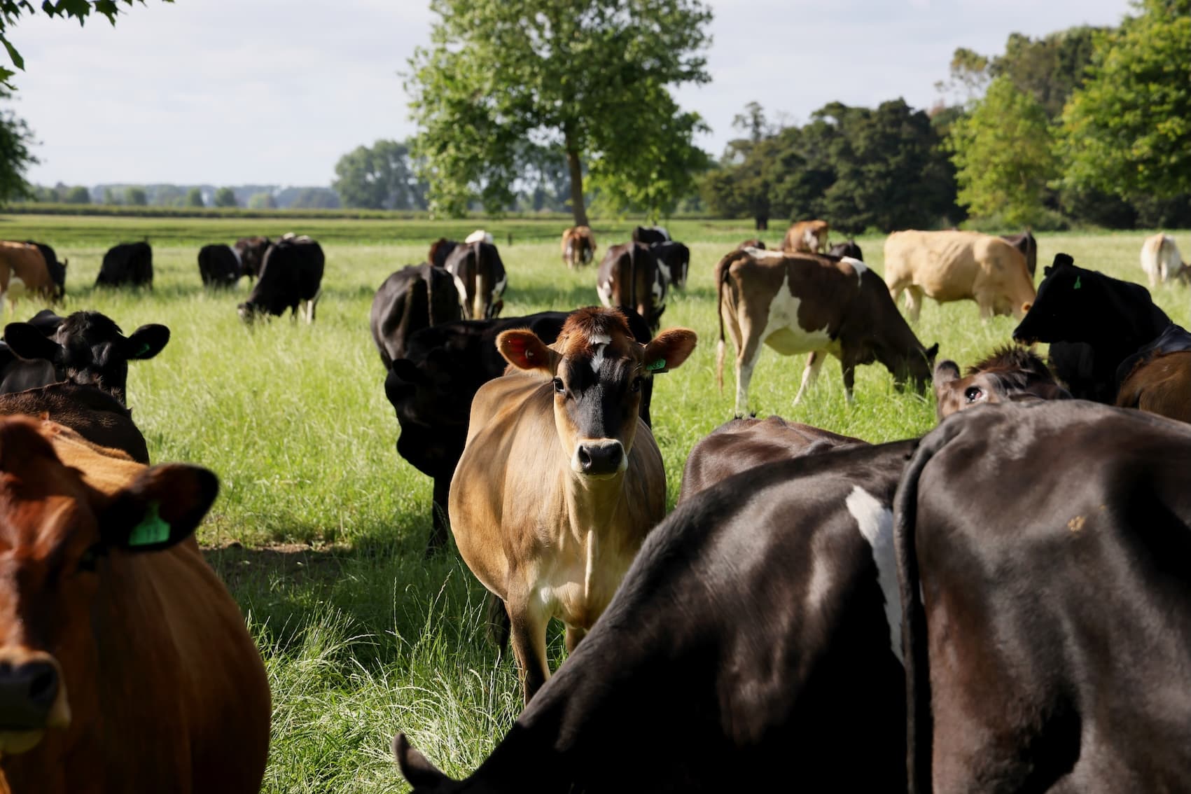 Troupeau genisses croisees